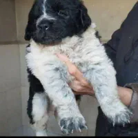 دوتا ماده بالغ و تعدادی توله سگ قدرجونی