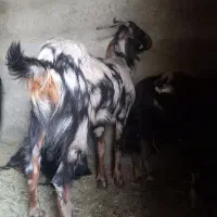 کوسفند وبزجوان|حیوانات مزرعه|باقرشهر, |دیوار