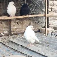 کفتر رنگی تهرانی المانی قاطی|پرنده|خاوران, |دیوار