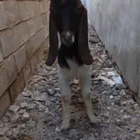 یک عدد بز نر نیدی