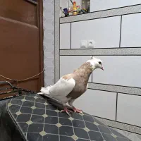 کبوتر رنگی طوقی کرم|پرنده|باغ بهادران, |دیوار