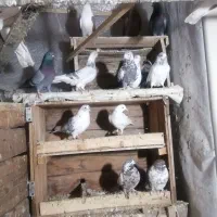 کفتر، کبوتر|پرنده|شاهرود, |دیوار