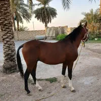 نریون اصیل عربی