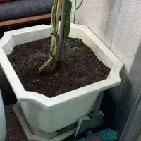 نهال دراگون فروت|گل و گیاه طبیعی|مشهد, رضاشهر|دیوار