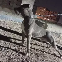 سگ پیتبول|سگ|بهارستان, |دیوار