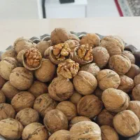 خرمای بدون هسته