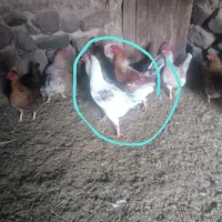 خروس محلی مفت|حیوانات مزرعه|سربیشه, |دیوار