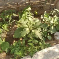 فروش کود خاک