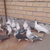 ساده جوانه پرشی|پرنده|بجنورد, |دیوار