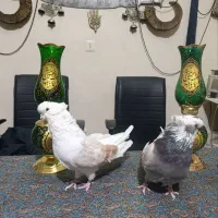 کفتر نوک قنار