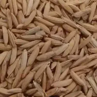 چلتوک