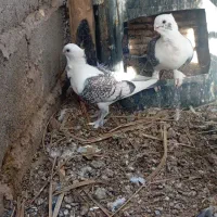 جفت کبوتر  بلژیکی نرو ماده ناز و خوشگل ماشالله