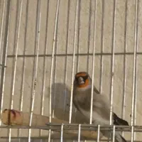 سهره قناری.سقا|پرنده|کرمان, |دیوار