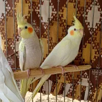 عروس هلندیهای دوست داشتنی