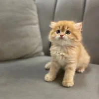 گربه بریتیش با وسایل