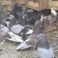 فروش کبوتر و معاوضه کبوتر با مرغ