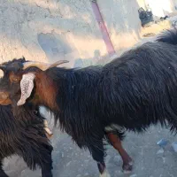 فروش ۳تا پاچن بزرگ برای فروش