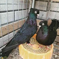 یک جفت کبوتر زاغ