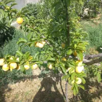 خانه باغ بزرگ باقیمت خوب باسند آب|فروش خانه و ویلا|تفت, |دیوار