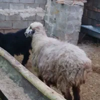 میش آبستن داشتی تمیز|حیوانات مزرعه|مرودشت, مختارآباد|دیوار