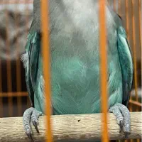 طوطی بریزیلی