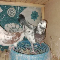 3عدد کبوتر زوردار|پرنده|سرپل ذهاب, |دیوار