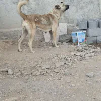 سگ سرابی|سگ|مهربان, |دیوار