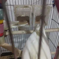 عروس هلندی|پرنده|تربت جام, مسکن مهر|دیوار