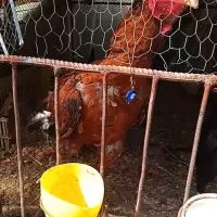 خروس اصیل
