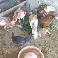 فروش ۶تا بوقلمون بوربورن هشت ماهه