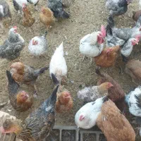 حیوانات خانگی