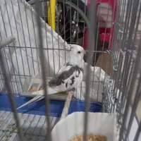 عروس هلندی سخنگو نر