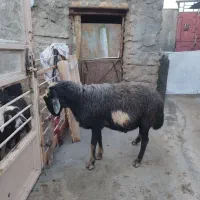 قوچ قره چال