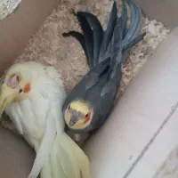 عروس هلندی