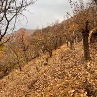 ۱۰۰۰متری روستای کلوان|فروش زمین و ملک کلنگی|آسارا, |دیوار