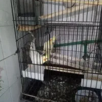 عروس هلندی|پرنده|اشنویه, |دیوار