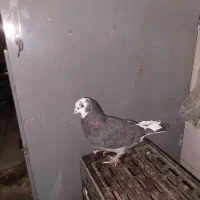 کفتر کبوتر ناسخت
