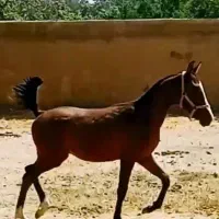 اسب کره نریان درهشوری