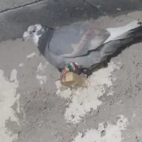 کفتر جوجه هیچ پره و کفتر بزن