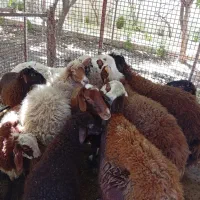 گوسفند زنده محلی درجه یک.بره قوچ شال .بره شیری