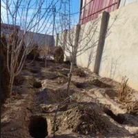 انجام خدمات باغبانی باغچه ،هرس ،کاشت|خدمات باغبانی و درختکاری|قم, شهرک قدس|دیوار