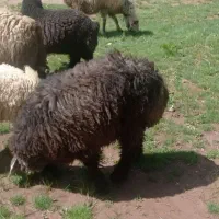 بره نر چاق کیلویی ۵۷۰