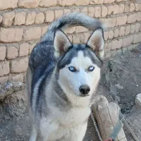 سگ هاسکی روسیه