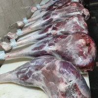 گوشت شترمرغ شتر مرغ