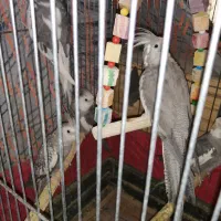 طوطی عروس وایت فیس مولد