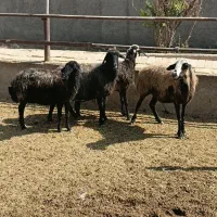 میش|حیوانات مزرعه|جوادآباد, |دیوار