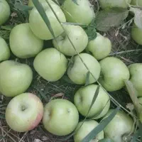 سیب فروشی