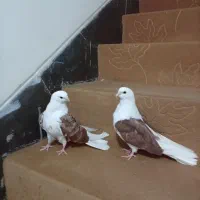 زاغ دوکت|پرنده|مبارکه, |دیوار