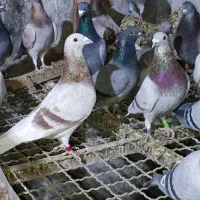 کبوتر مسافتی|پرنده|کلاله, |دیوار