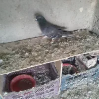 کبوترنر اوچان